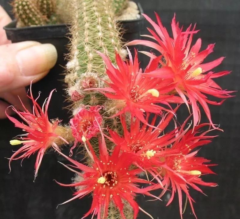 200种·仙人球开花图鉴，大开眼界，美到爆