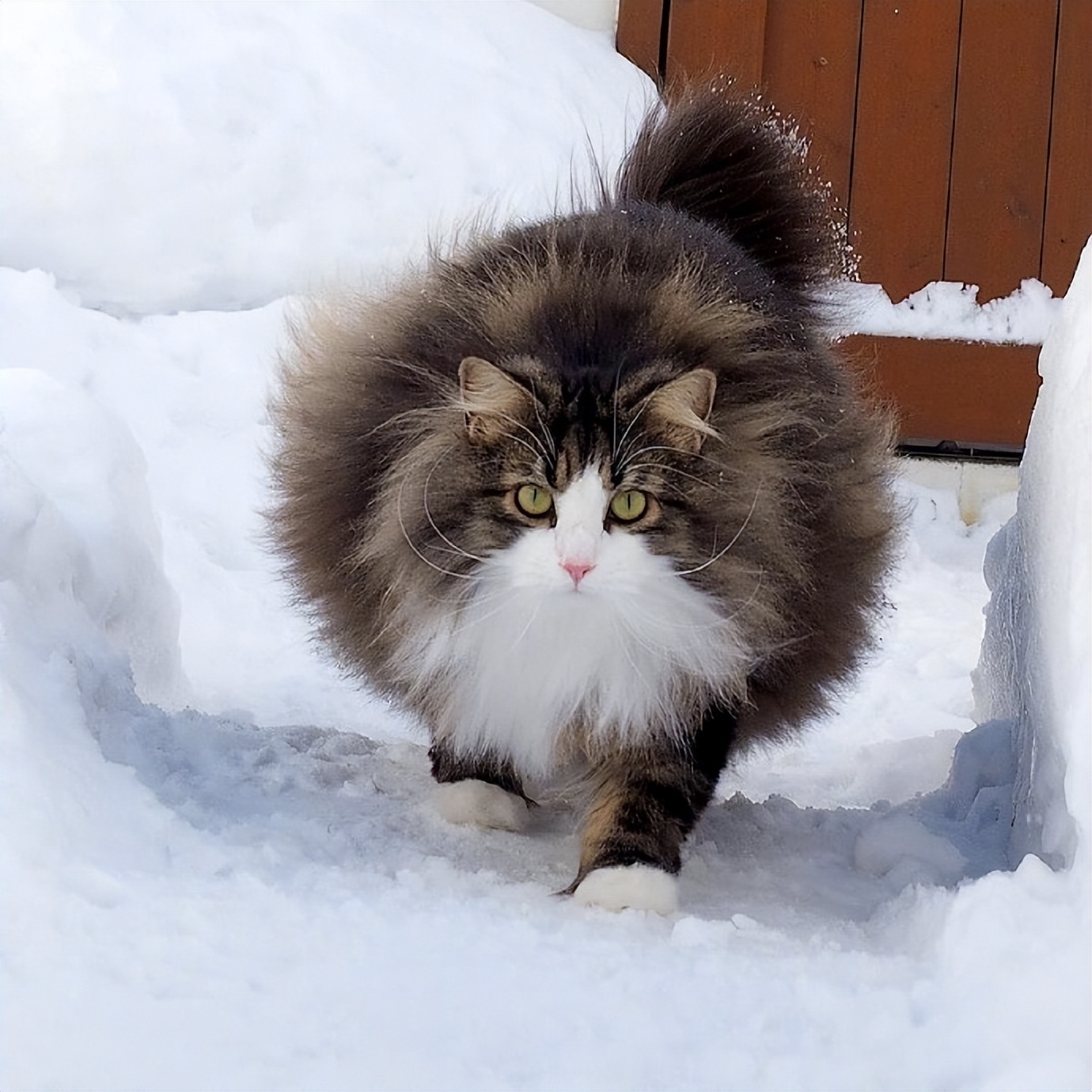 挪威森林猫为什么爱掉毛,为什么挪威森林猫喜欢外出