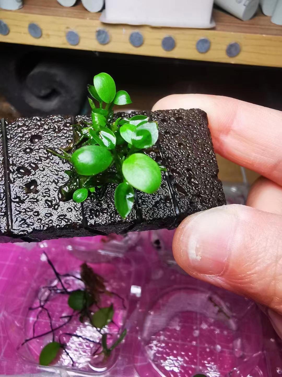 迷你尖叶水榕,迷你水榕和小水榕哪个叶片更好看