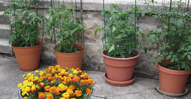 盆栽花卉的土壤变硬以后如何改变,养花小妙招盆栽土壤