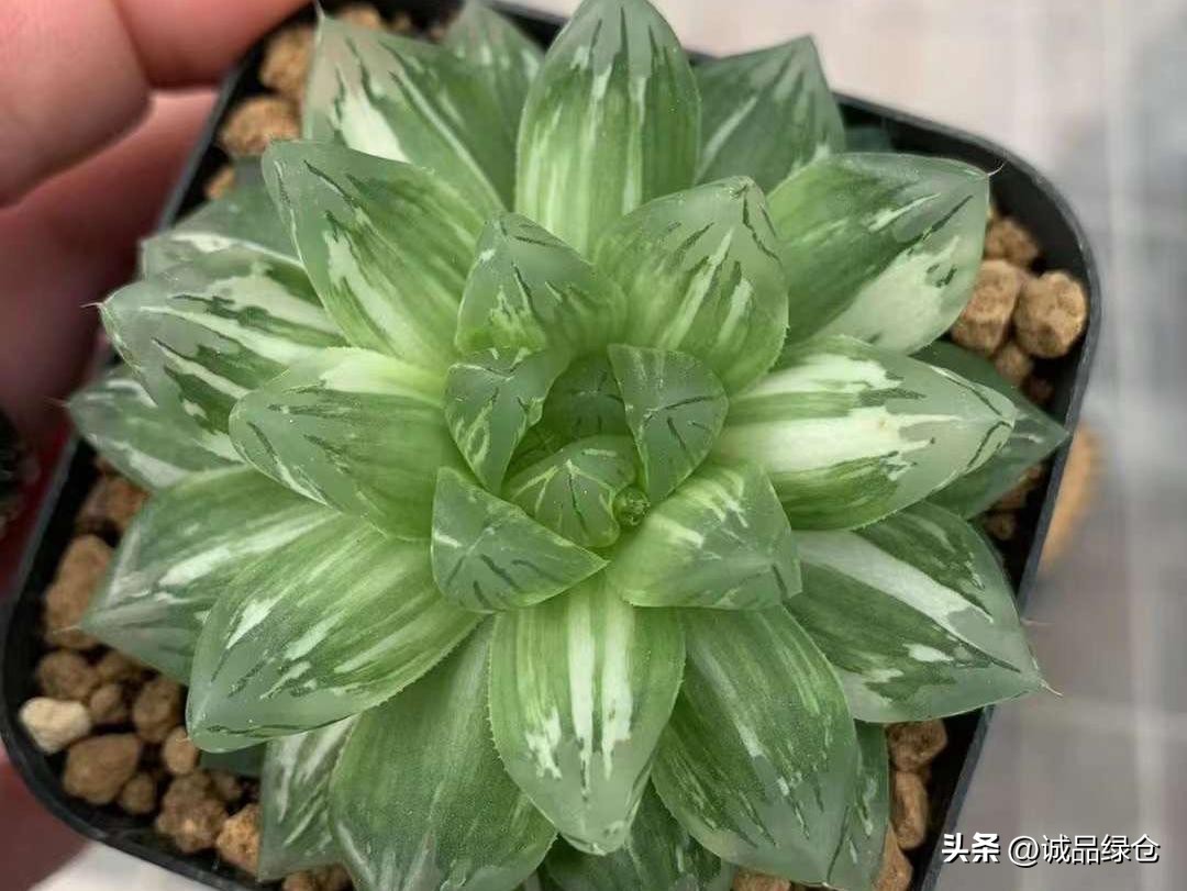 多肉植物十二卷是哪些,多肉植物十二卷名字的由来