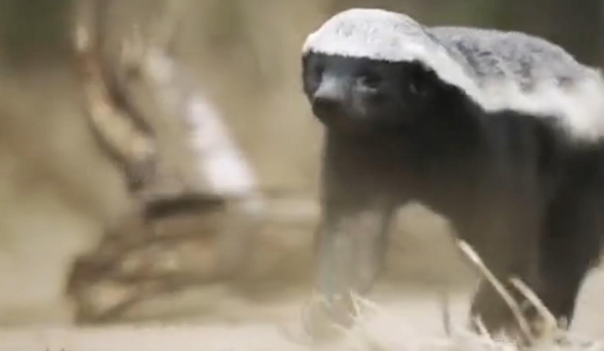 蜜獾在巴西蛇岛大战毒蛇,蜜獾啃食剧毒毒蛇