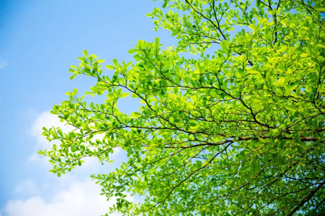 24个夏天的成语，原来都出自古诗文