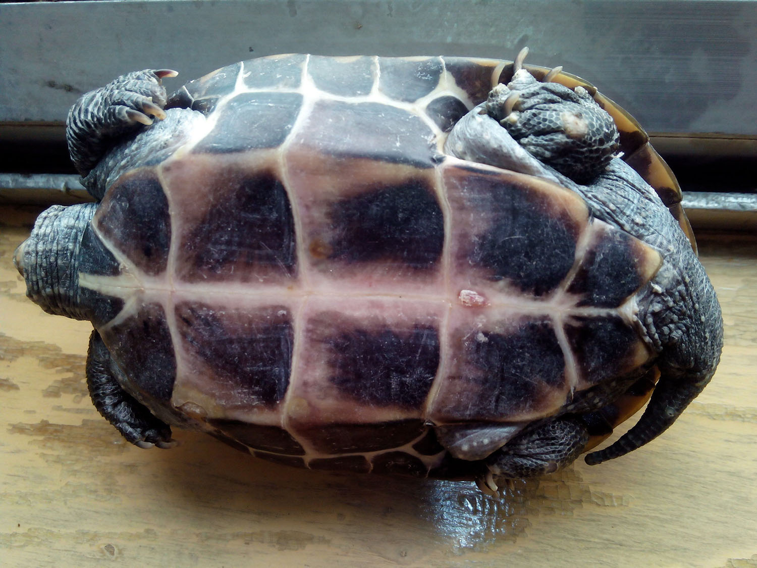 在山上发现只有壳没有身体的乌龟,在山上怎么样才能发现乌龟