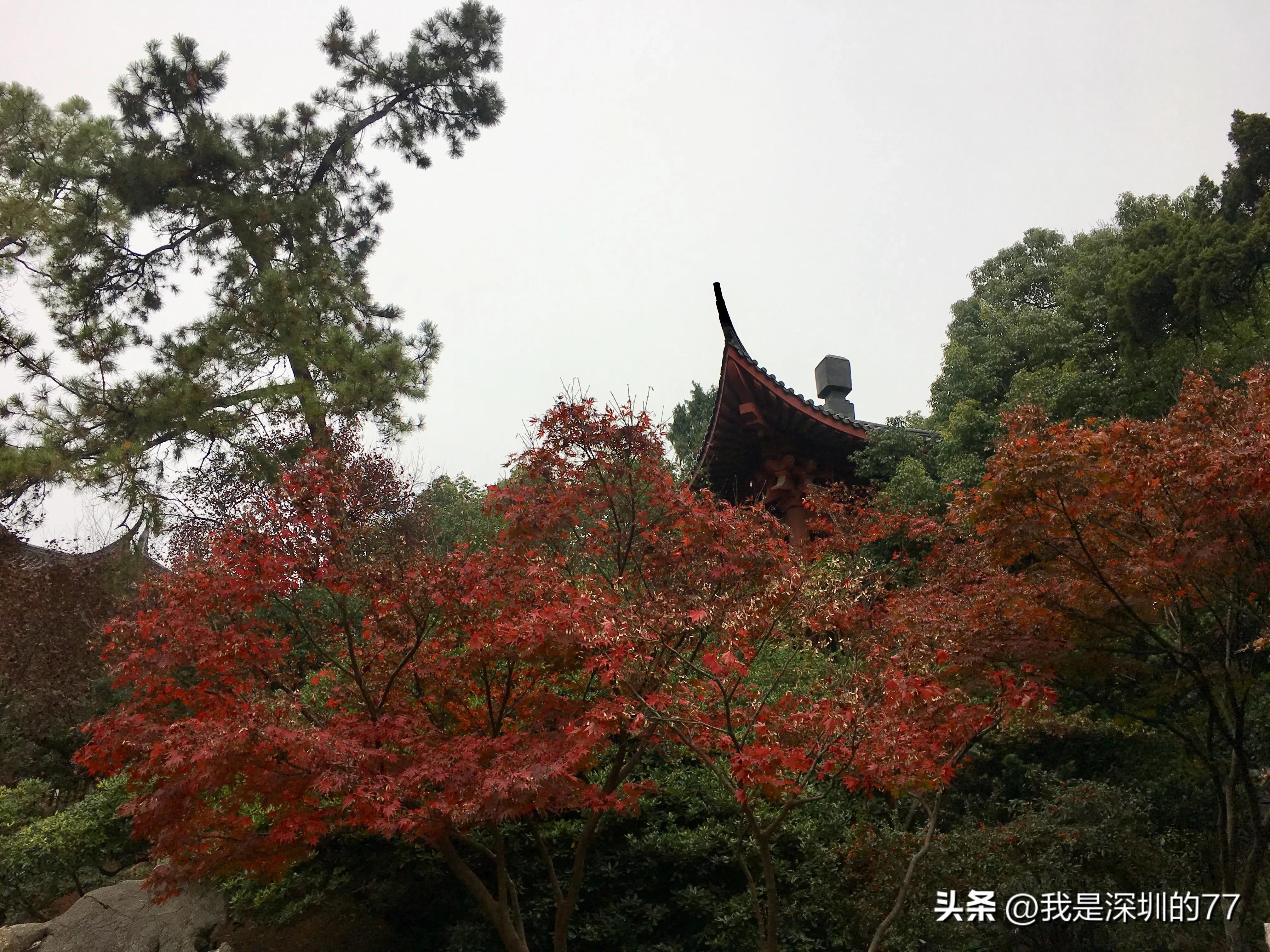 十一月，我在寻找杭州的秋天