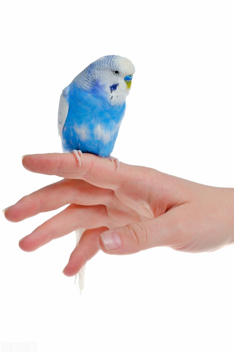 怎样训练一只成年虎皮鹦鹉,20多天虎皮鹦鹉多久喂一次