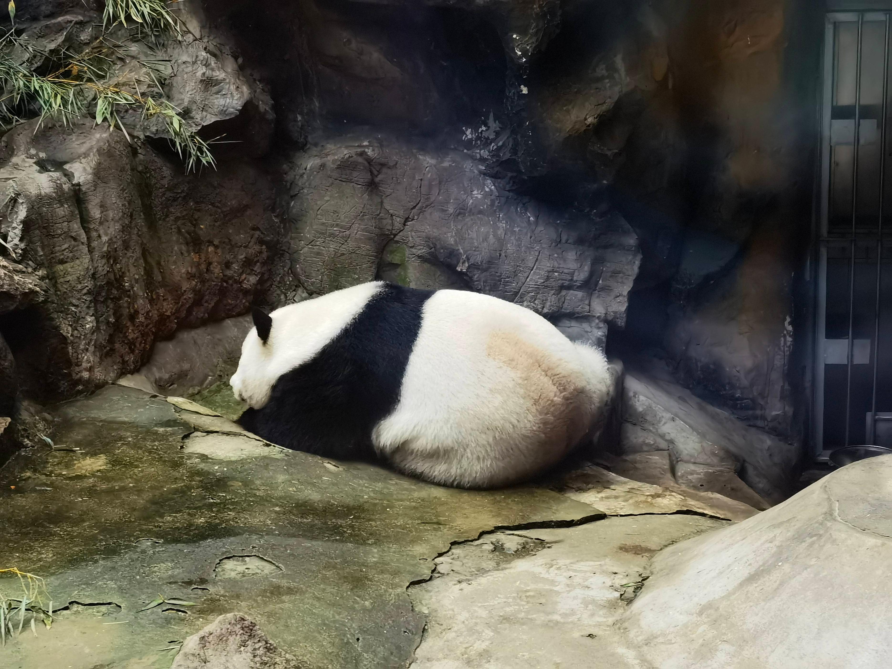 熊猫吃的竹子是什么植物,熊猫吃竹子不会被割伤吗