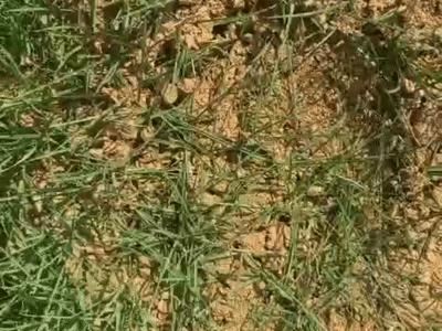 怪鱼带来的灾难,怪鱼物种入侵