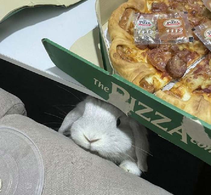 兔兔超可爱的真人照片,兔兔超可爱露脸照片