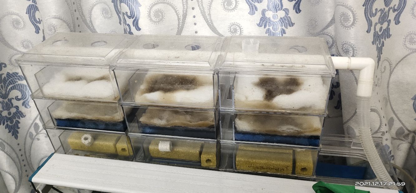 兰寿金鱼和泰狮金鱼是一个品种,百褶泰狮和兰寿杂交会出什么鱼