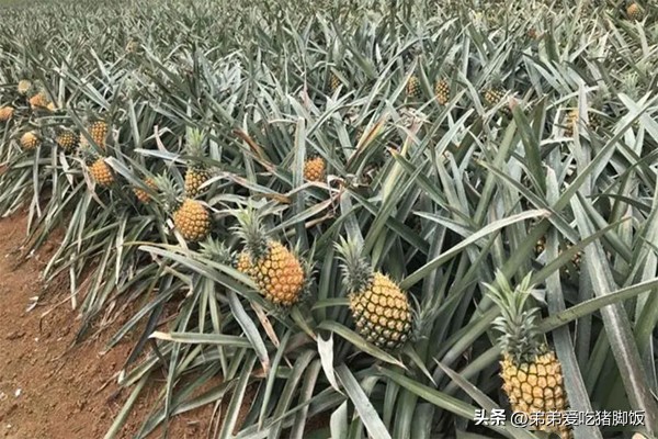 愚公楼菠萝加工厂,愚公楼收菠萝