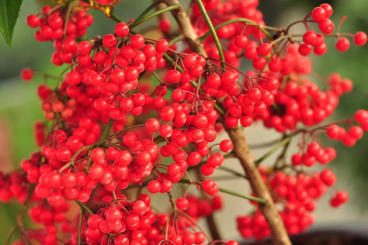 花开富贵花卉图片大全,金玉满堂花图片