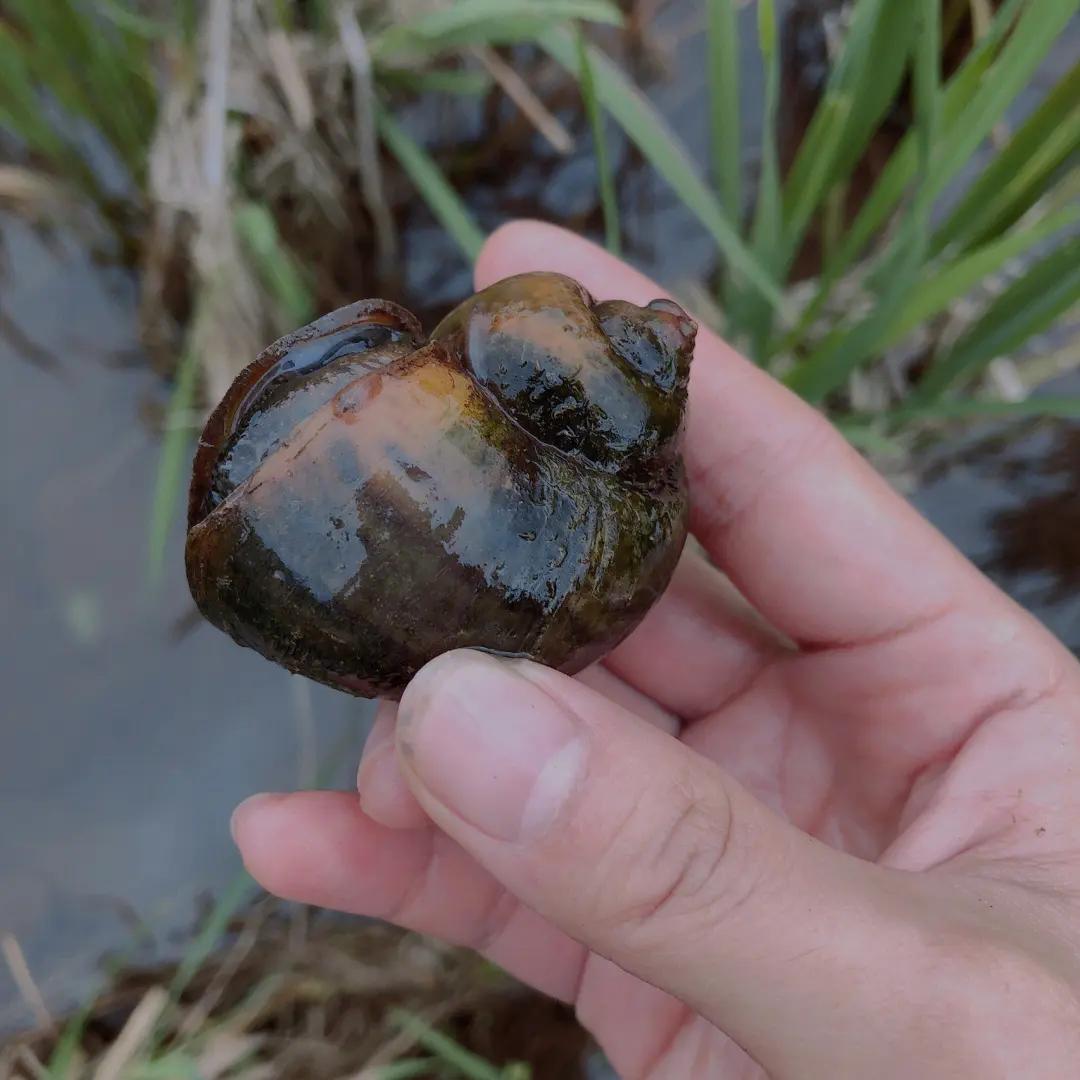 上海多地出现的巨大老鼠,上海发现巨型老鼠重达17公斤