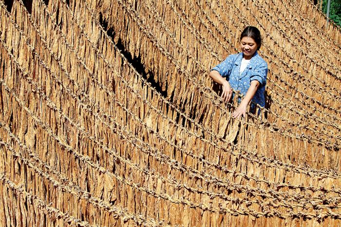 一支最便宜的雪茄多少钱,一口雪茄一套房子