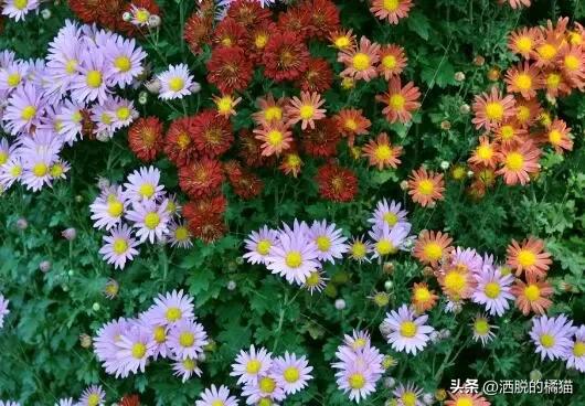 每种花代表的意义是什么,每种花的寓意是什么