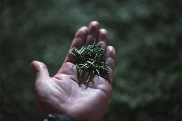 红茶金骏眉推荐,红茶金骏眉