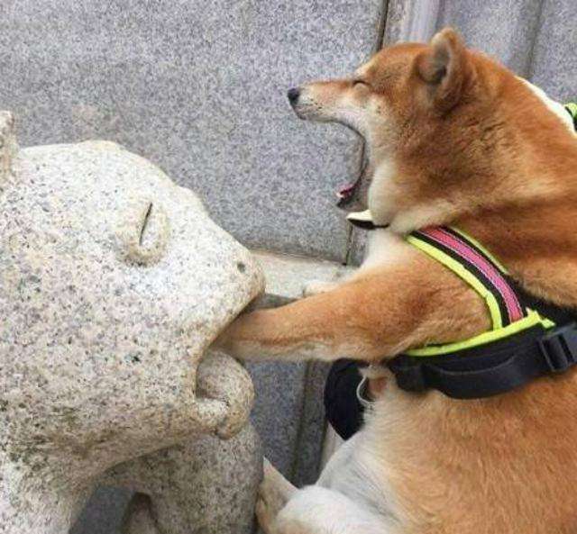 狗狗就是因为压力过大而出现问题,狗狗晚上像狼一样嚎叫是怎么回事