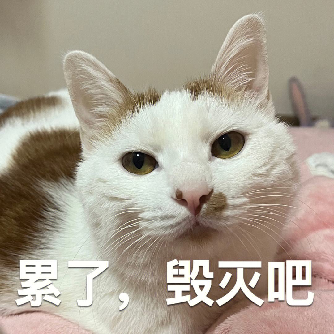 猫咪有这三种行为说明你得罪它了,千万不要忽略了猫咪这几种行为
