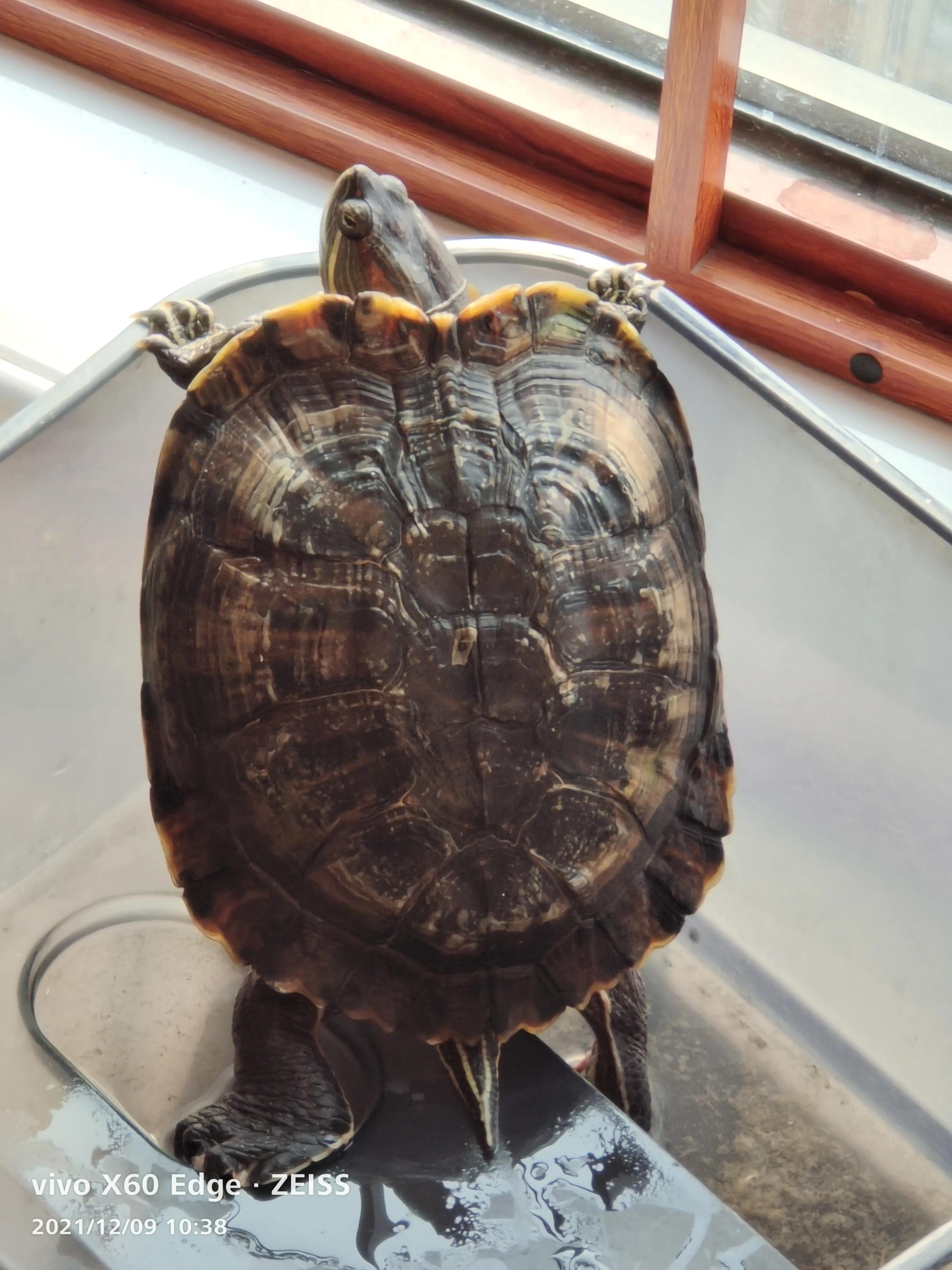 宠物龟长大了,我家的小龟长大了