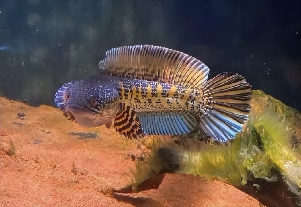 新手买鱼和鱼缸怎么买,150的鱼缸适合新手养的鱼