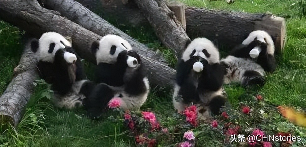 胖达在国外有多受欢迎？日本哭泣相送，比利时差点分裂？