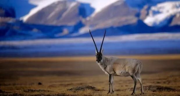 28年前发生了什么？为何40岁的索南达杰，被称作可可西里的保护神