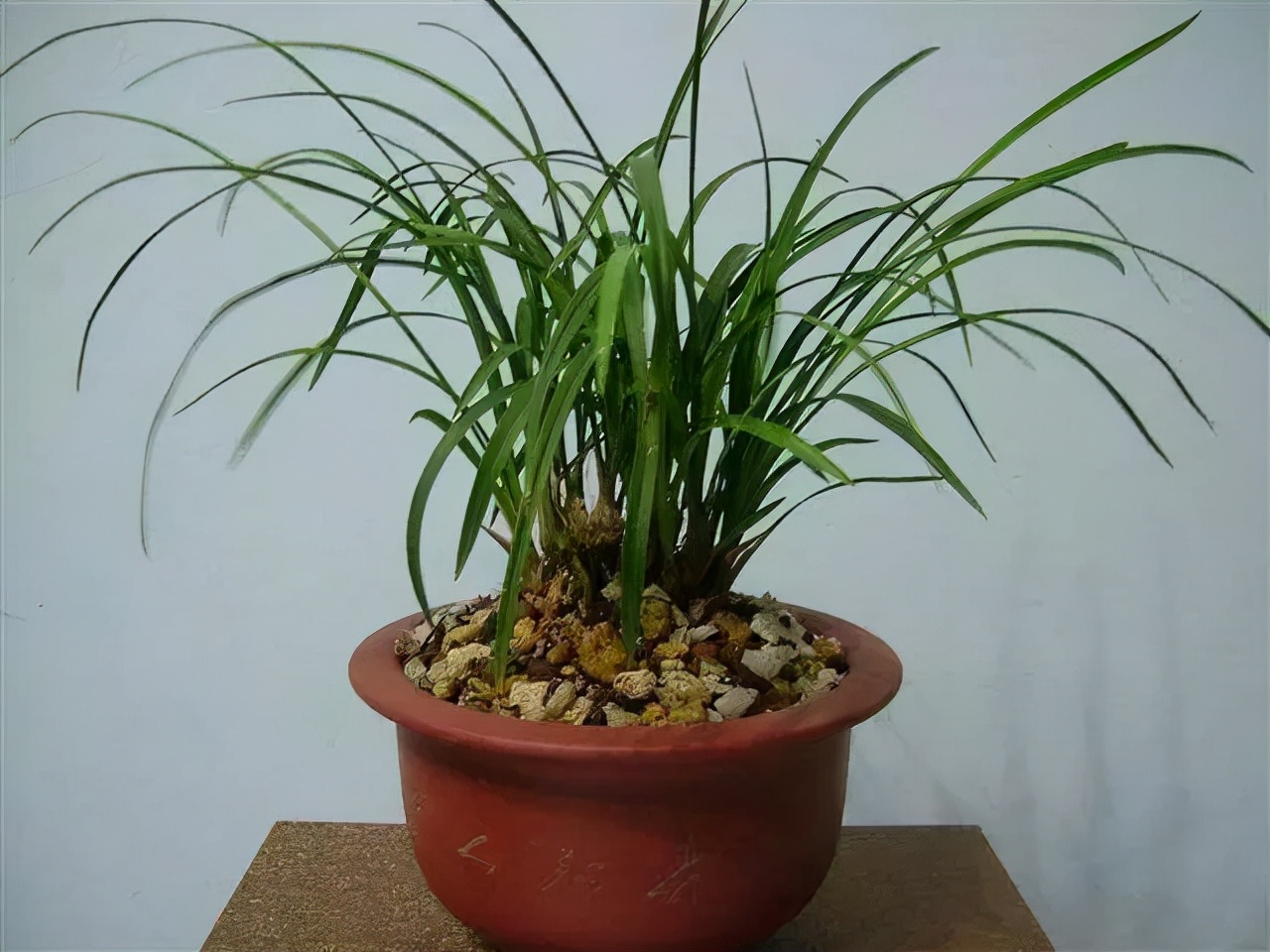 兰花专用土陶花盆,陶盆和塑料盆哪个更适合栽兰花