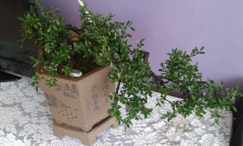 室内小盆栽适合种什么除甲醛招财,室内盆栽花卉除甲醛