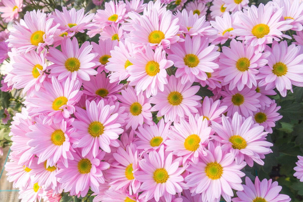 心种慈悲胸怀天下,心种善缘必结善果