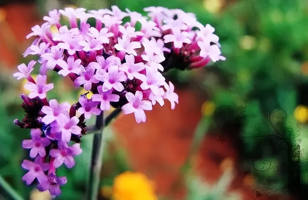 关于禅意家居生活的文案,家居美学文案