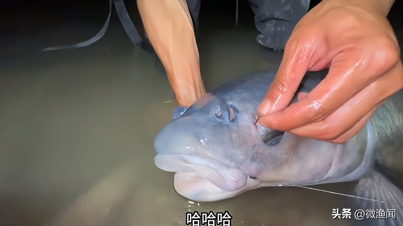 遛鱼巨青,网红钓鱼500块钓到6000块的鱼