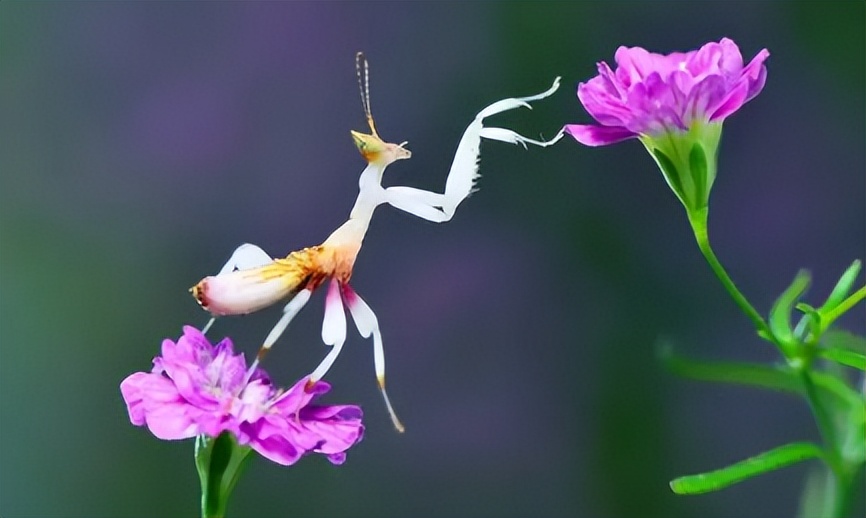 兰花螳螂是否是自然界原有的物种,兰花螳螂从卵变成小螳螂的过程