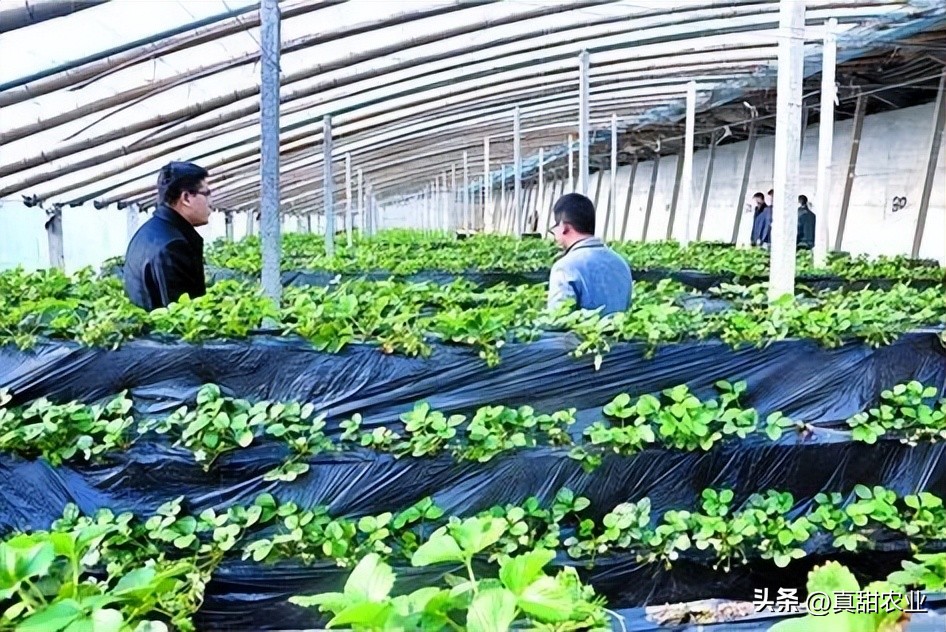 气温不断回升，蔬菜行情平稳运转，菜价整体偏弱