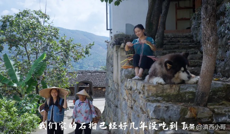 美丽的红宝石石榴,一席一果