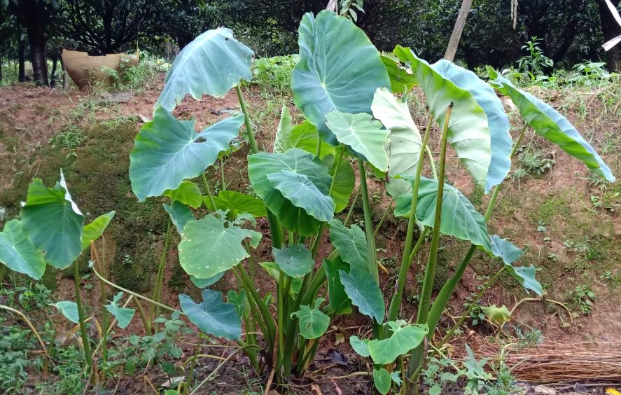 一片叶子可以做什么好玩的,一片叶子可以做什么手工