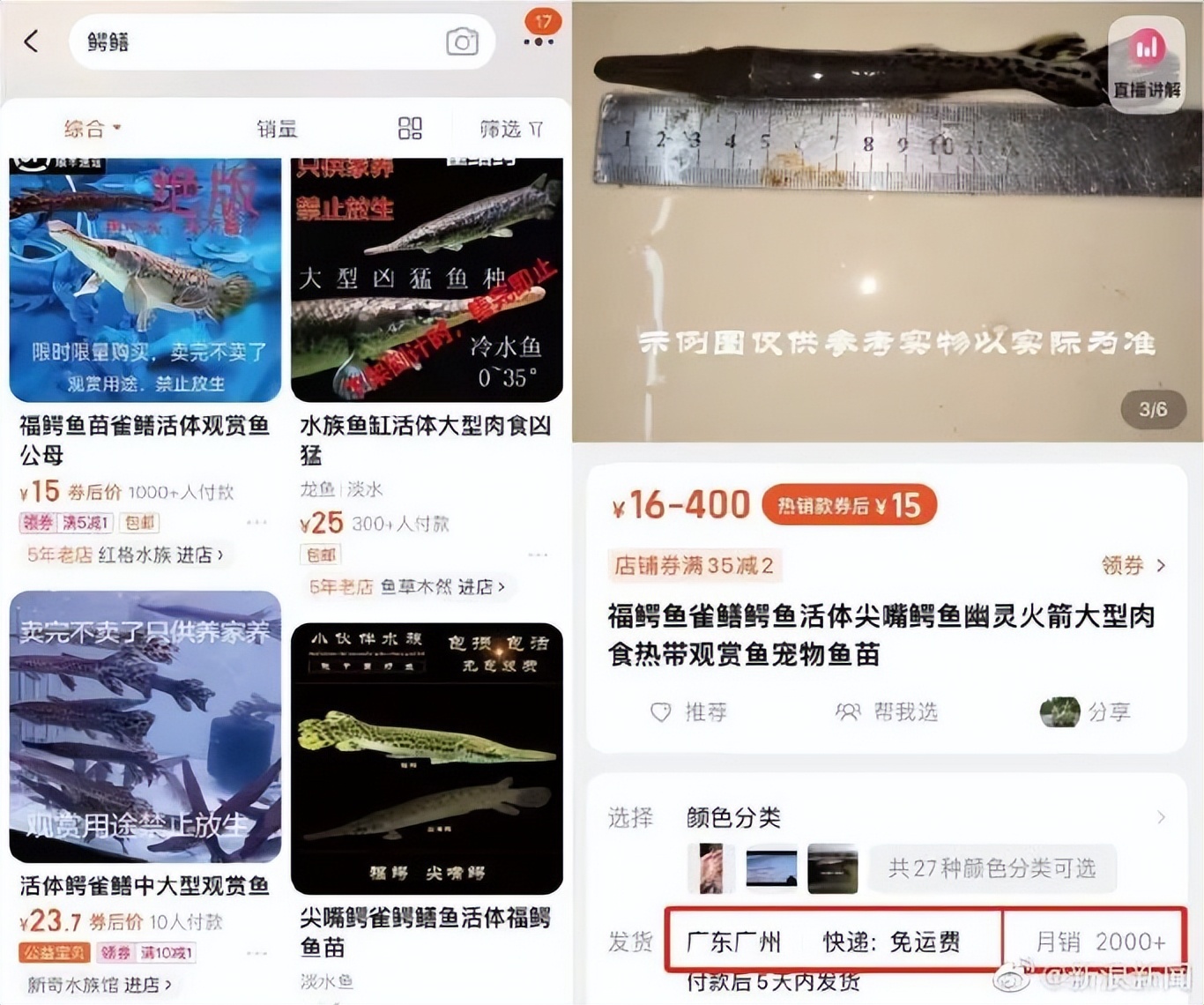 “水中杀手”鳄雀鳝仍有电商大量售卖，外来物种管控该何去何从？