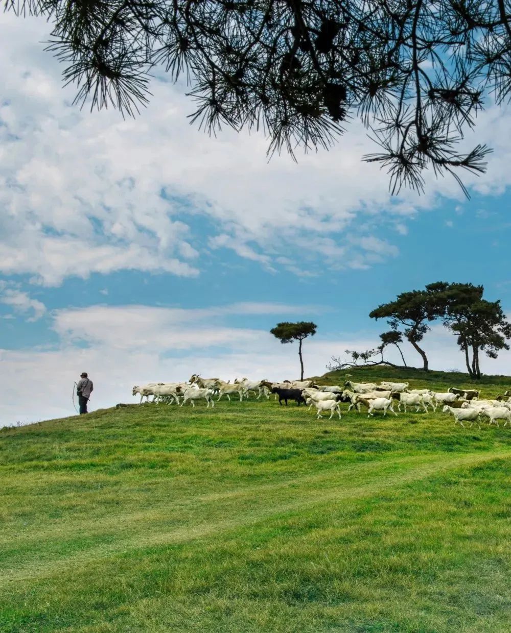 山东有海有雪有山有平原,山东有没有广阔草原