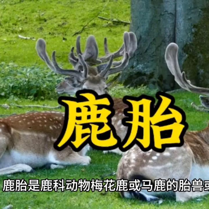 鹿胎#关注我每天分享热点新闻