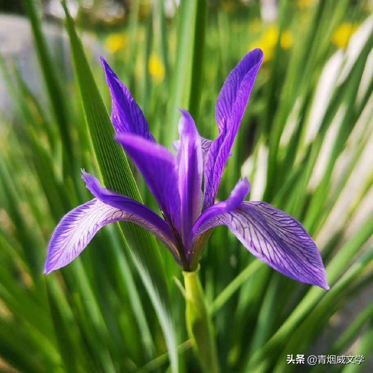 七绝梅花吟五首,秋天河边杨柳七绝