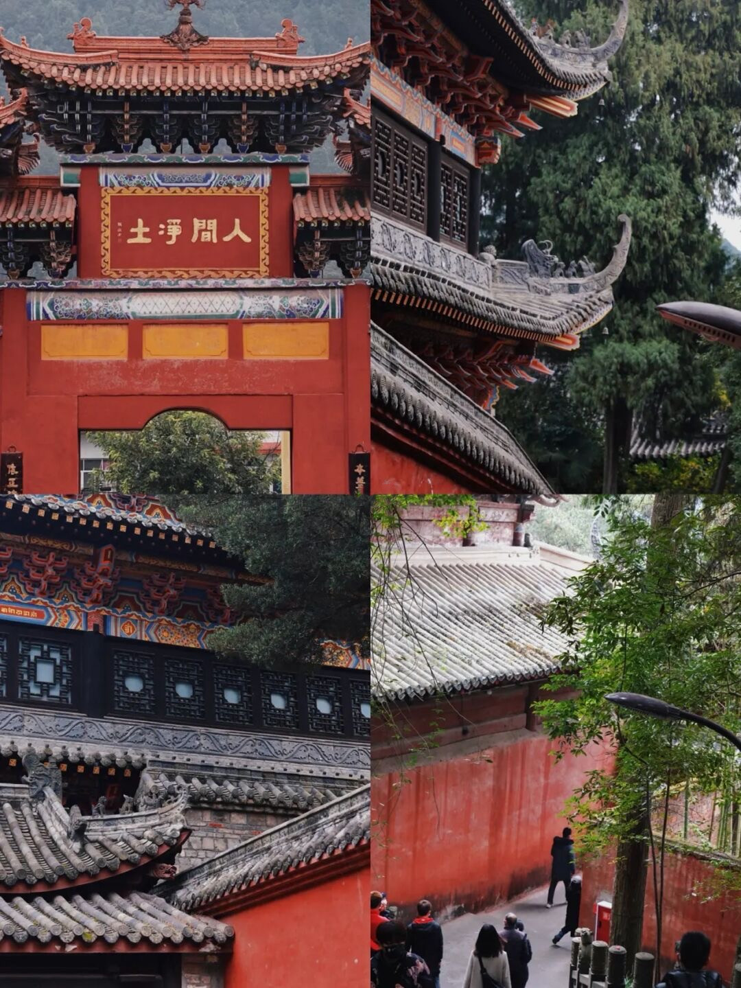 金鸡菊花海旅游攻略,金鸡菊花海美景