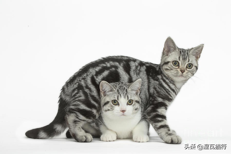 美短棕虎斑成年猫多少钱,美短虎斑猫有白毛领