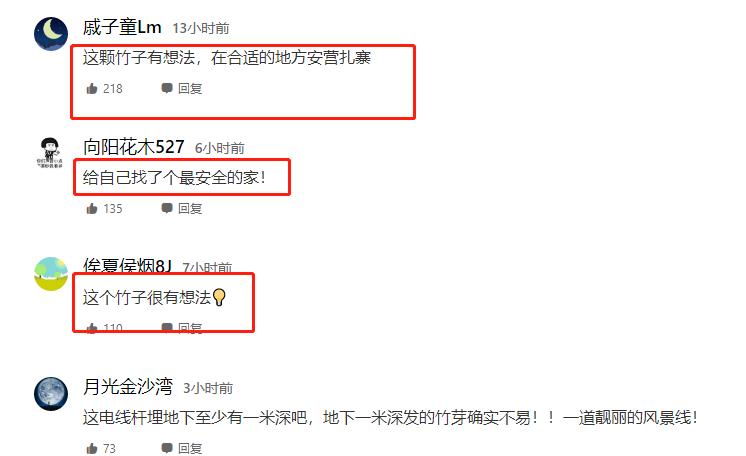 竹子的根穿透力多厉害,竹子的威力有多强大