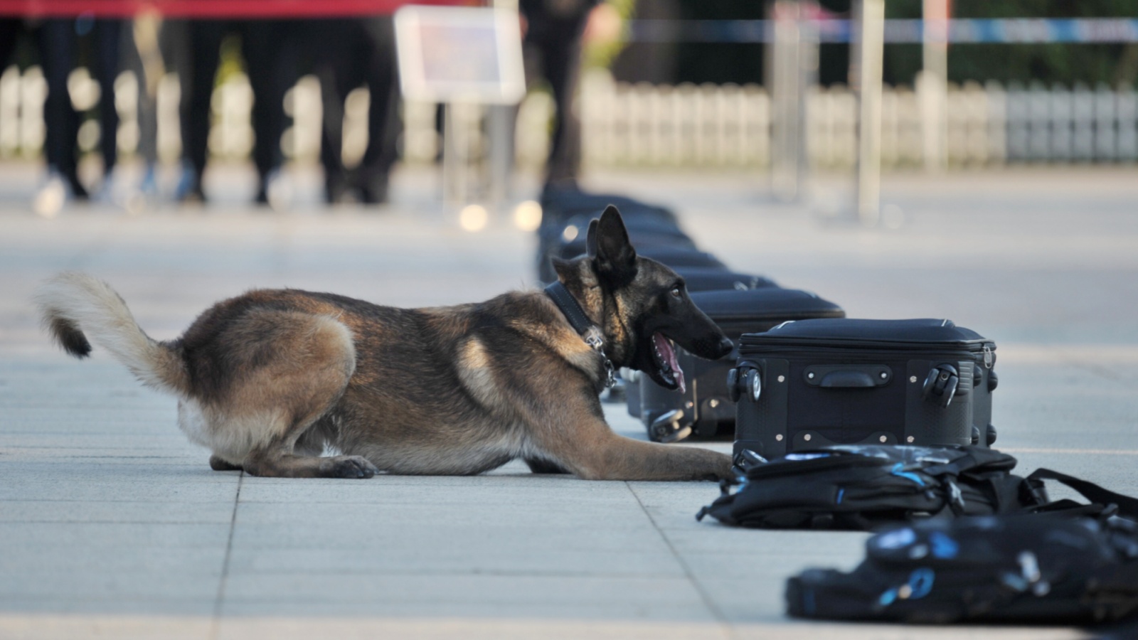 为啥动物在交配前，都会闻对方的屁股？原来肛门能释放这么多信息