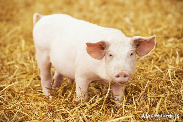仔猪出生第二天拉黄痢的原因,痢克太保治仔猪黄白痢可以吗
