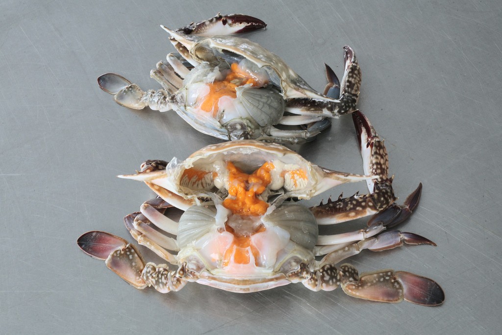 潍坊羊口咸蟹子哪家好吃,寿光羊口咸蟹子怎么吃