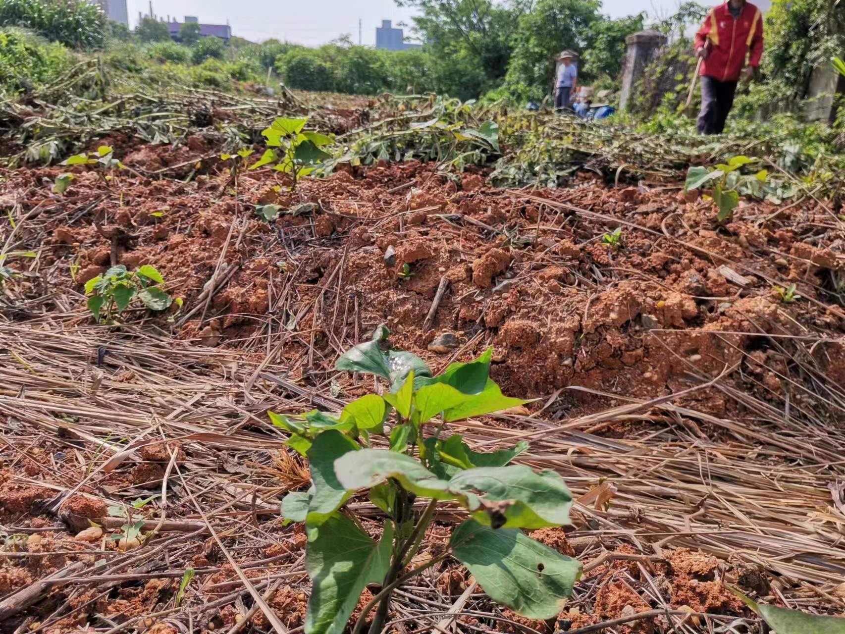 竹笋最鲜美的做法,油焖竹笋鲜美可口