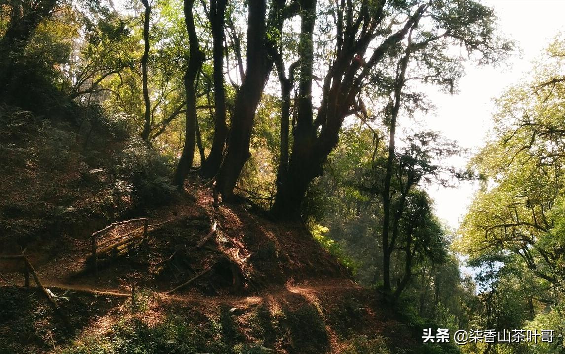 野生茶适合做什么茶,野生茶叶好喝吗