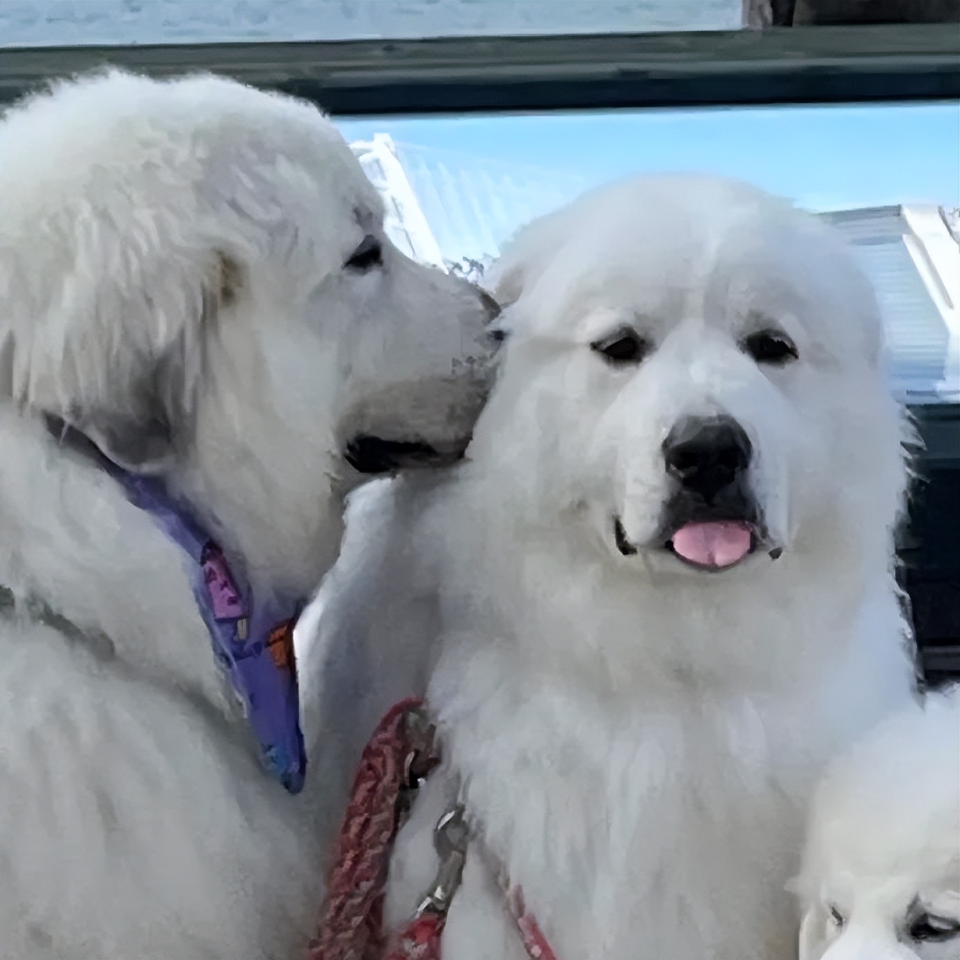 金毛误入地铁站后续,金毛闯地铁