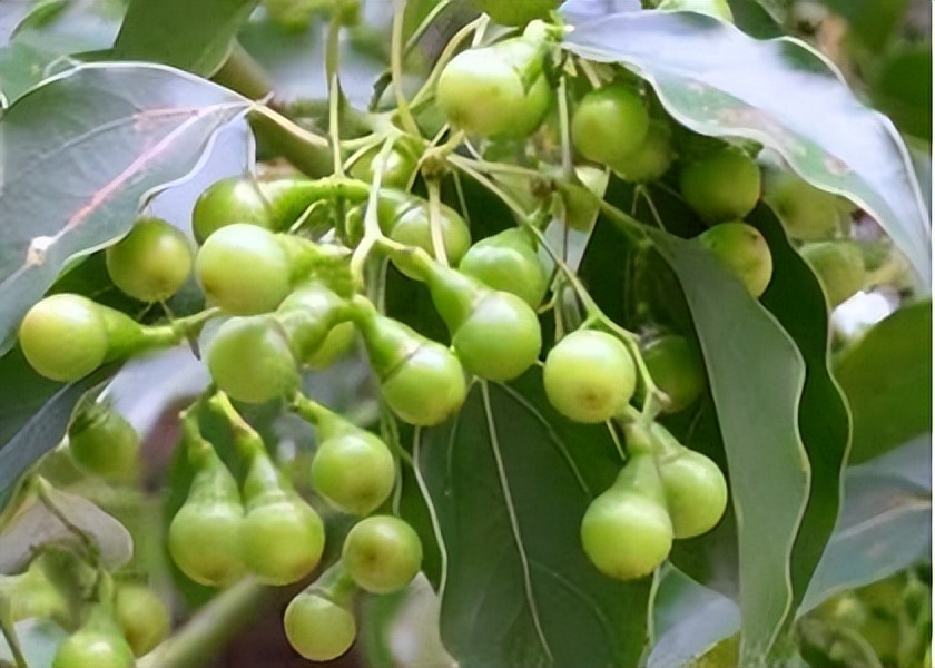 道地药材十大产区,全国道地中药材四大产区之一