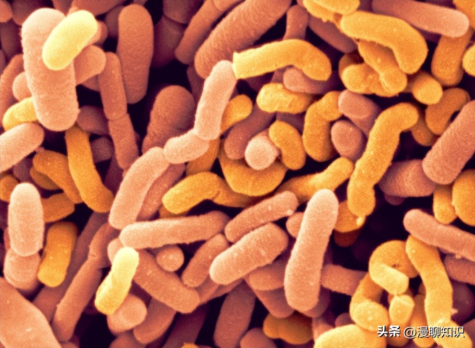 乳酸菌的效果怎么样,乳酸菌抑制霉菌